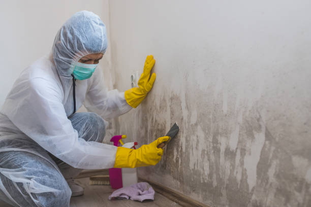 Best Mold Prevention Services  in Lincolndale, NY